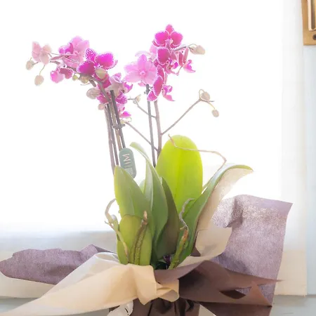 Colosseum Bright Two Bedroom